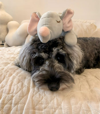 カウンセリングにきてね! リラックスする犬