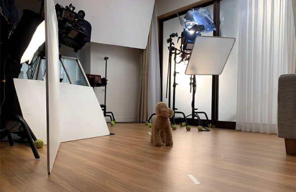 撮影スタジオ 犬