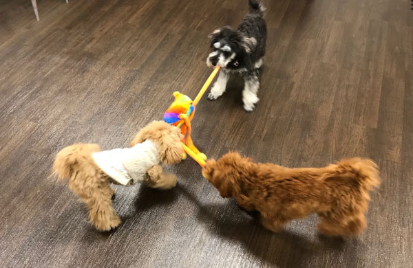 犬同士の遊び　プレイタイム　社会化