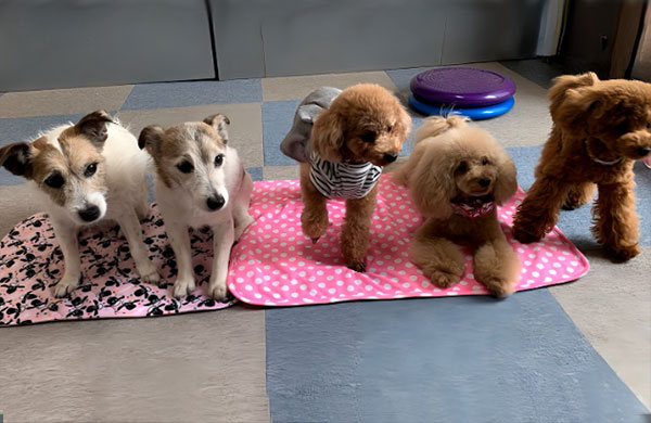 ドッグトレーニングの時間　楽しく学ぶ犬