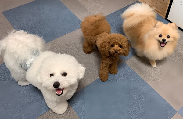 犬のしつけ教室 生徒さん犬