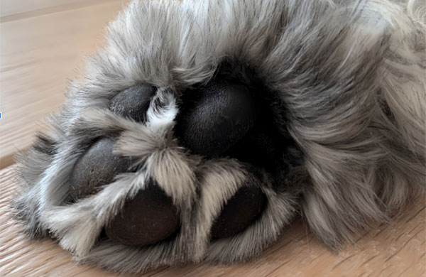 犬の肉球 安心している犬の手