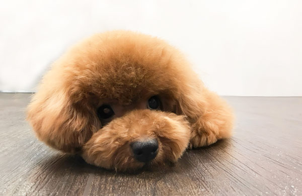 困っている犬 ドッグトレーニングって?