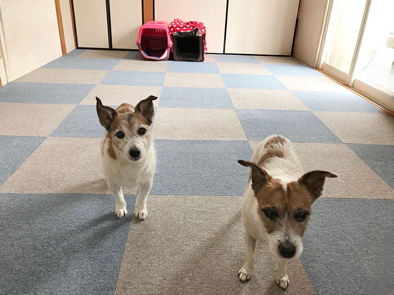 ボヌールドッグつくし野 室内 レッスンお預かりルーム