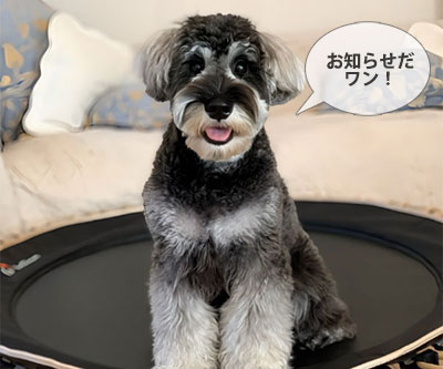 お知らせ オスワリ 犬