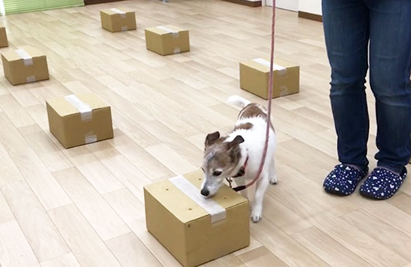 ノーズワークレッスンの様子