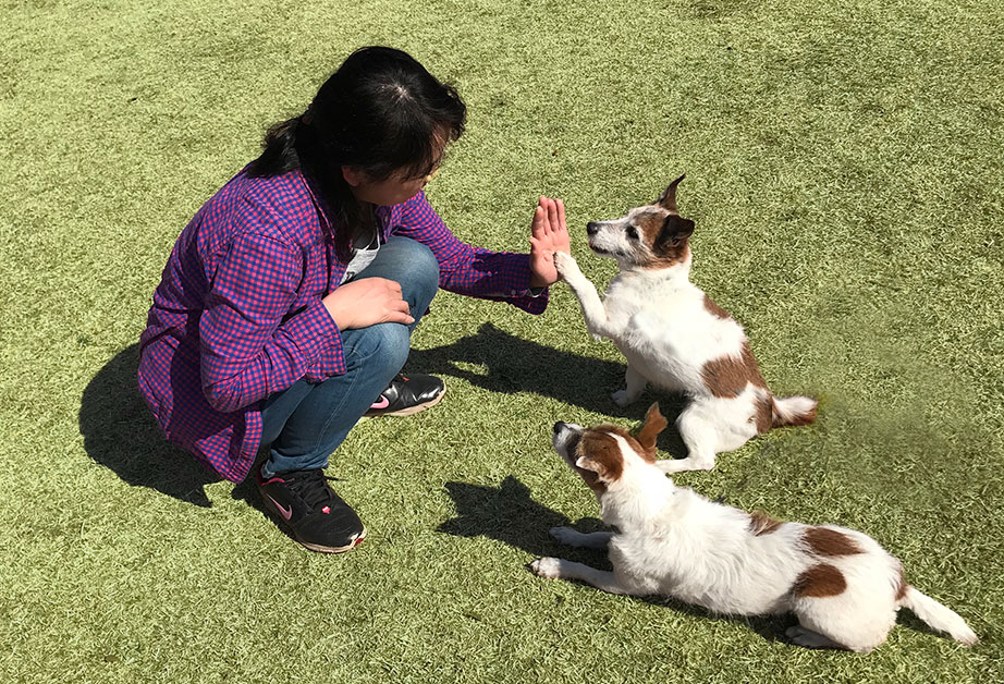 笑顔の犬と人 人と仲良く 犬と仲良く 楽しくドッグトレーニング